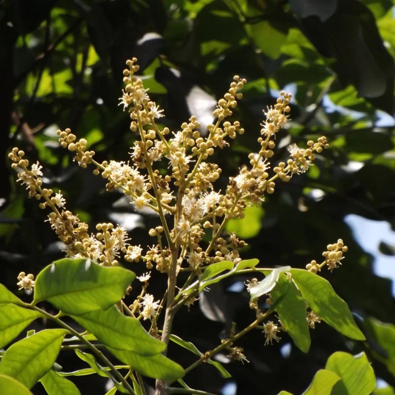 Longan Fruit Tree In 6 Inch Pot, Size 8-14 Inch Tall, Tropical Longan Plant Live, Longan Tree Live Plant