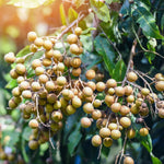 Longan Fruit Tree In 6 Inch Pot, Size 8-14 Inch Tall, Tropical Longan Plant Live, Longan Tree Live Plant