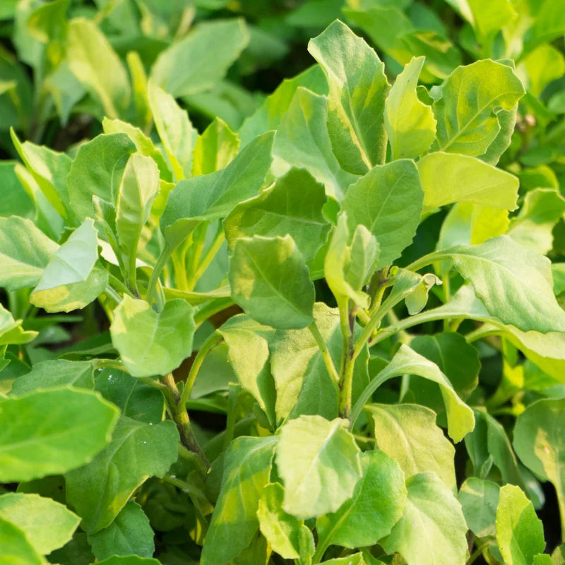 Longevity Spinach Plant, Longevity Spinach Live 4 Inches No Pot, Vegetable Plant, Live Vegetable Plant For Planting