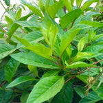 Longevity Spinach Plant, Longevity Spinach Live 4 Inches No Pot, Vegetable Plant, Live Vegetable Plant For Planting