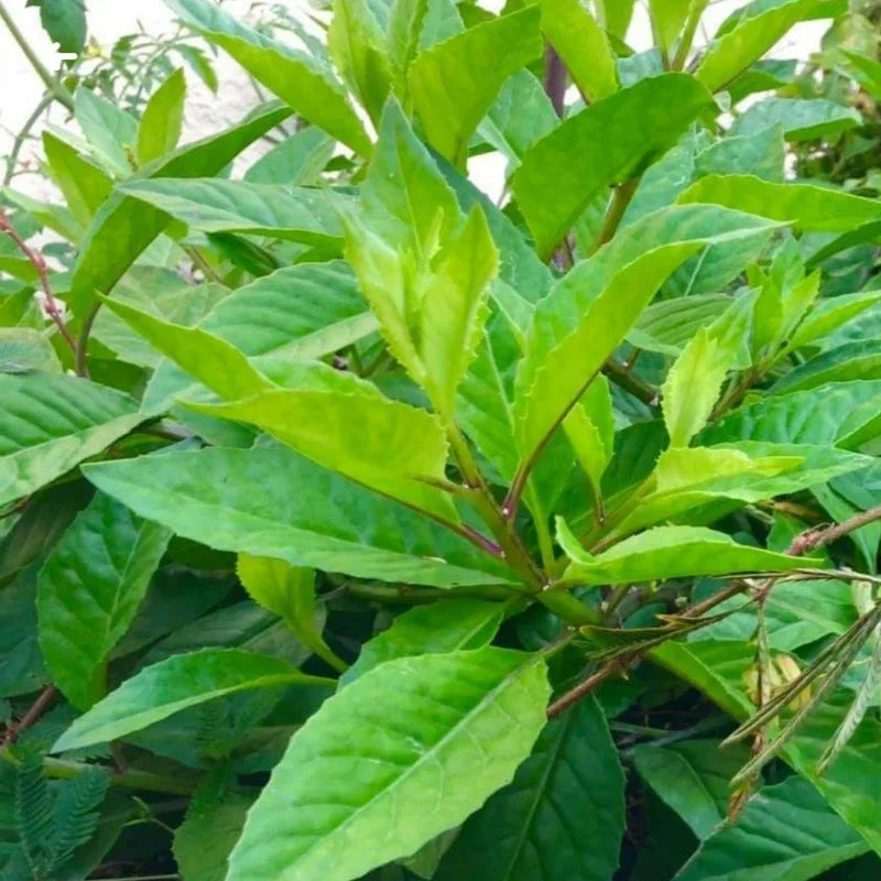 Longevity Spinach Plant, Longevity Spinach Live 4 Inches No Pot, Vegetable Plant, Live Vegetable Plant For Planting