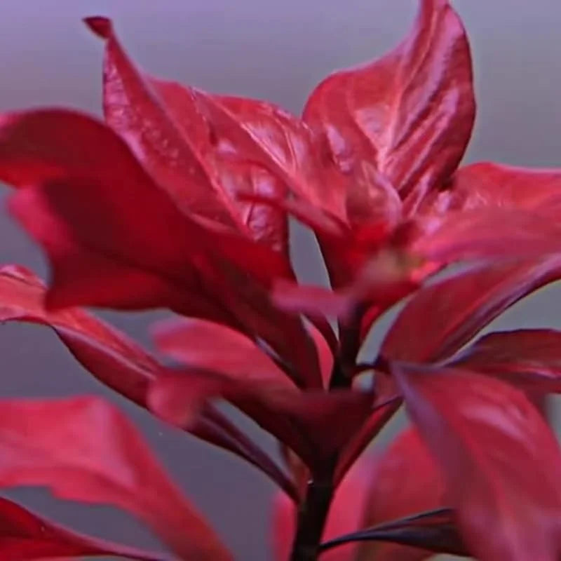 Live Ludwigia Aquarium Plants - 5-7 Stems - Freshwater Aquatic Decor
