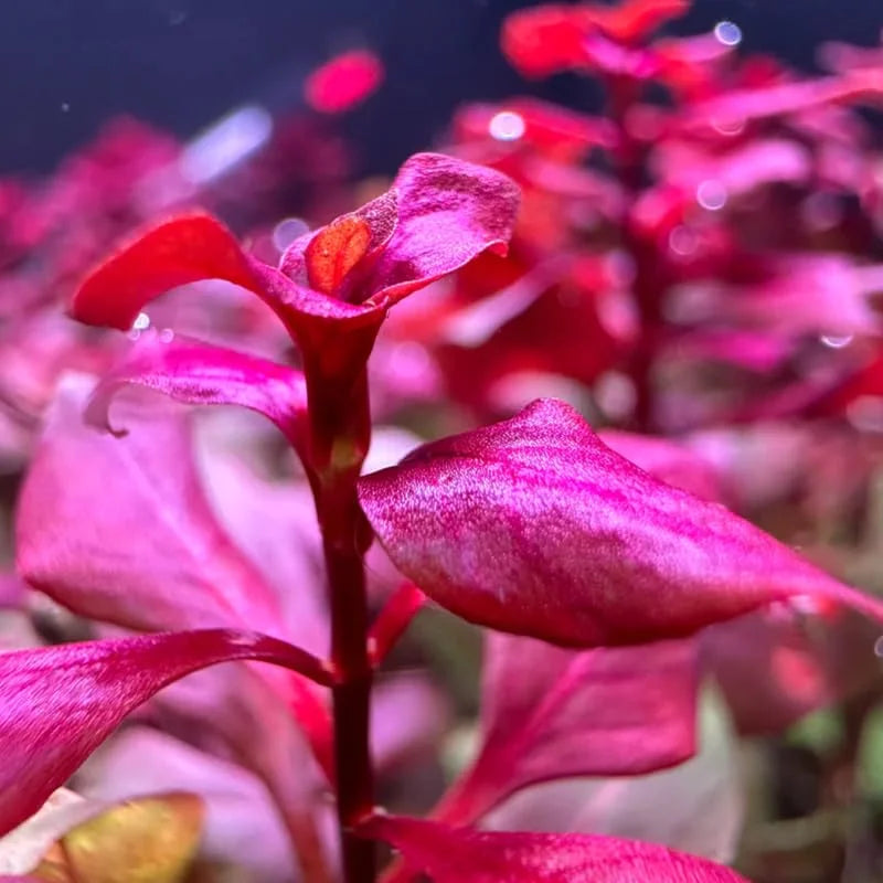 Ludwigia Aquarium Plants - 5-7 Stems, Live Aquatic Plants for Freshwater Tanks
