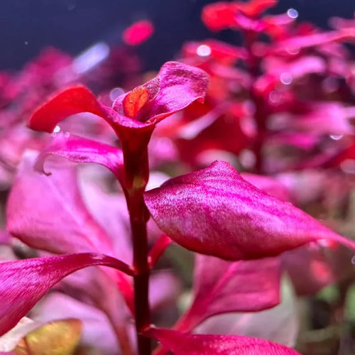 Ludwigia Aquarium Plants - 5-7 Stems, Live Aquatic Plants for Freshwater Tanks