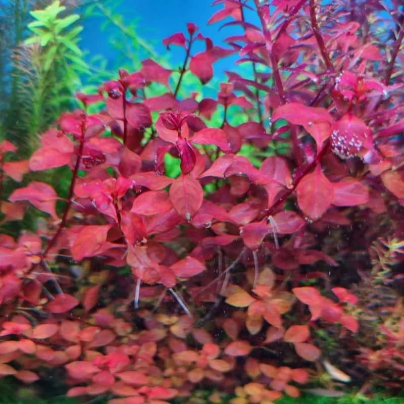 Ludwigia Aquatic Plants - Super Red Aquarium Plants Bundle - 5-7 Stems - Freshwater Live