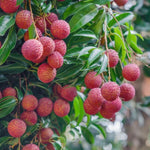 Sweet Heart Lychee Tree Live Plant, 3 Gallon Pot, 2-3 Ft Tall, Ideal for Tropical Fruit Lovers