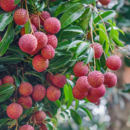 Sweet Heart Lychee Tree Live Plant, 3 Gallon Pot, 2-3 Ft Tall, Ideal for Tropical Fruit Lovers