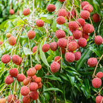 Lychee Tree Live Plant – Sweet Litchi Fruit Tree 5-9 Inches Tall, Perfect for Outdoor Growing in Zones 9-12