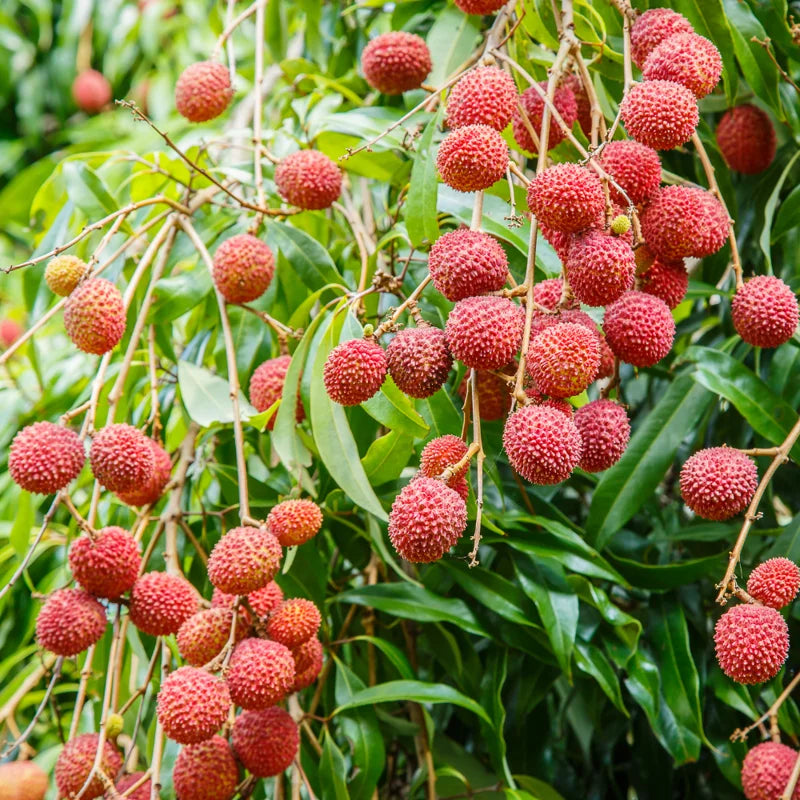 Lychee Tree Live Plant – Sweet Litchi Fruit Tree 5-9 Inches Tall, Perfect for Outdoor Growing in Zones 9-12