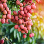 Sweet Lychee Live Tree Plant – 5 to 9 Inches Tall, Ideal for Growing Litchi Fruits in Your Outdoor Garden