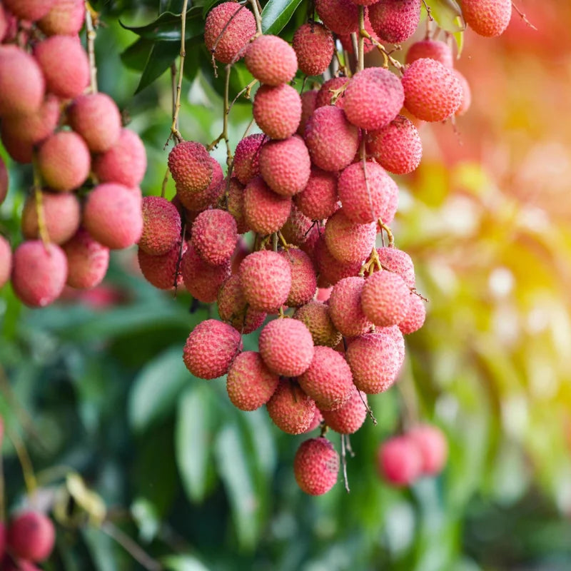 Sweet Lychee Live Tree Plant – 5 to 9 Inches Tall, Ideal for Growing Litchi Fruits in Your Outdoor Garden