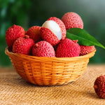 Sweet Lychee Live Tree Plant – 5 to 9 Inches Tall, Ideal for Growing Litchi Fruits in Your Outdoor Garden