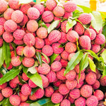 Sweet Lychee Live Tree Plant – 5 to 9 Inches Tall, Ideal for Growing Litchi Fruits in Your Outdoor Garden