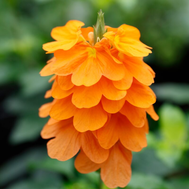 Orange Crossandra Plants Live - 3 to 5 Inc Tall, 4 Plants