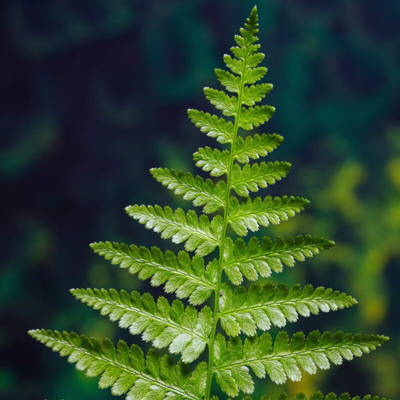 10 Lady Fern Plants Live, 4 to 7 Inc Tall