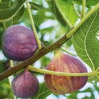 Black Mission Fig Cutting, 6 to 10 Inc Tall