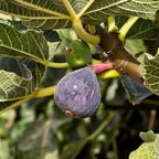 2 Black Mission Fig Cuttings, 6 to 10 Inc Tall