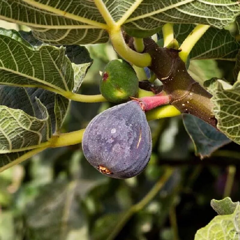 2 Black Mission Fig Cuttings, 6 to 10 Inc Tall