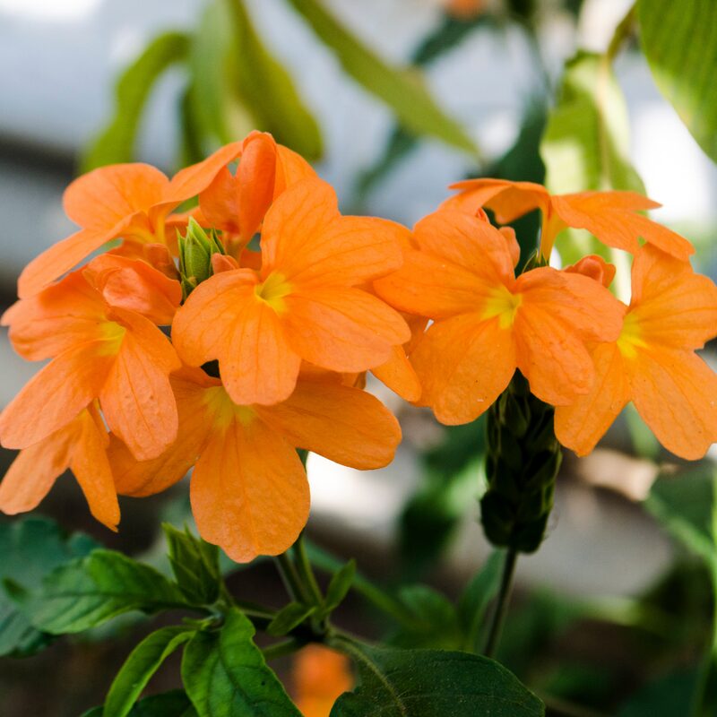 Crossandra Plants Live - 4 Plants, 3 to 5 Inc Tall, 4 Inc Pot