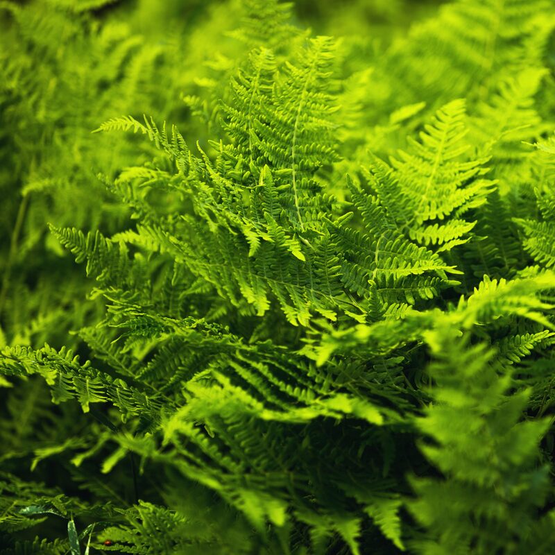 10 Lady Fern Plants Live, 4 to 7 Inc Tall