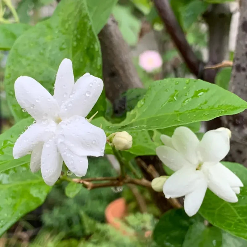 3 Arabian Jasmine Plants Live - Maid of Orleans Jasmine - 5-9 Inches - White Flowers