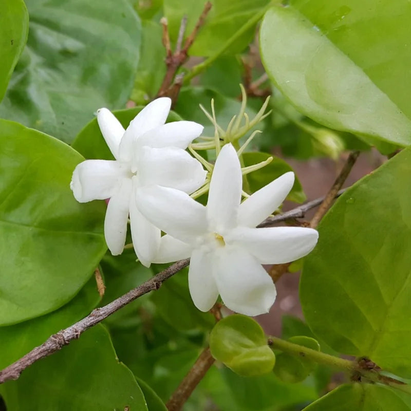 3 Arabian Jasmine Plants Live - Maid of Orleans Jasmine - 5-9 Inches - White Flowers