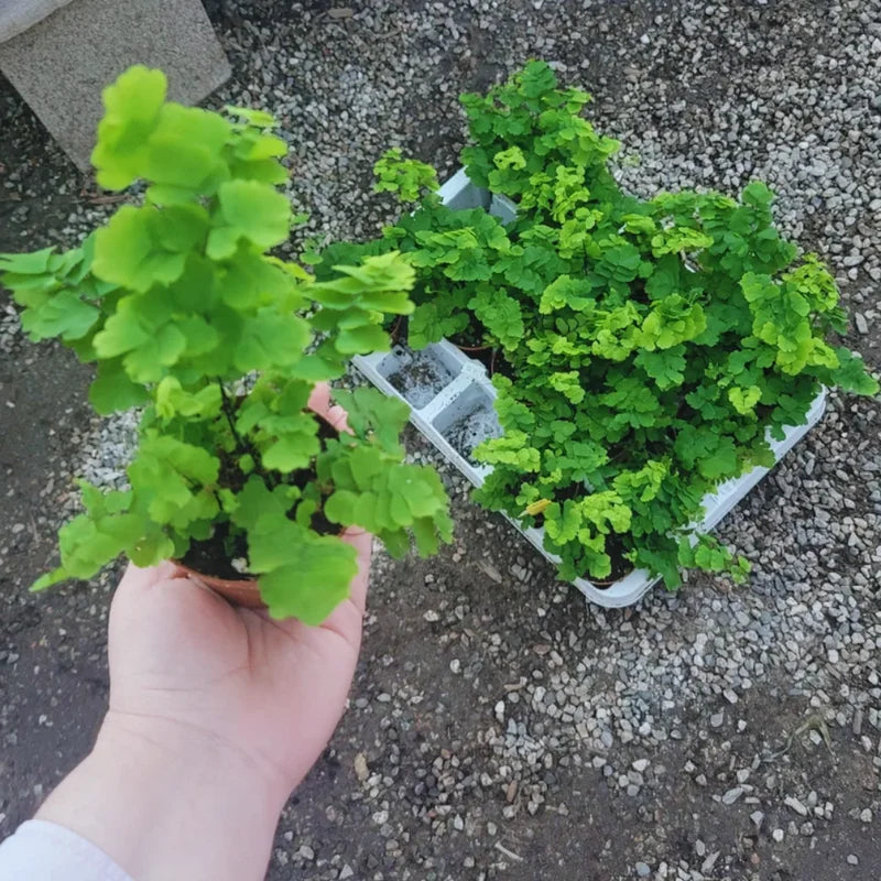Maidenhair Fern Plants Bundle - 5 Potted Live Fern Plants 2 Inch Pots
