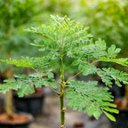 Malunggay Plant Live, Moringa Oleifera, 1-2 Ft, Herb Vegetable Planting