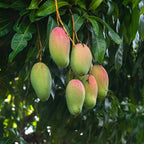 Mango Tree Live Tropical Fruit Seedling Tree 6-9 Inches