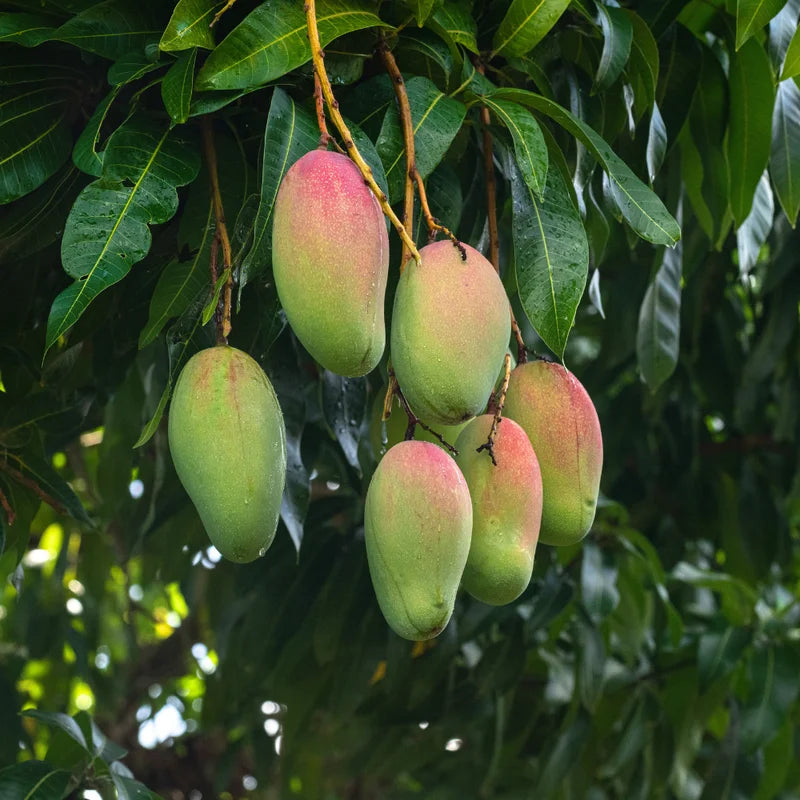 Mango Tree Live Tropical Fruit Seedling Tree 6-9 Inches