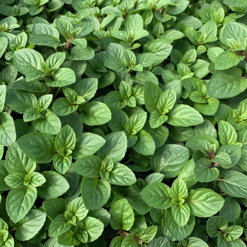 Chocolate Mint Plants Live - 5 to 7 Inch Tall - Fresh Heirloom Mint Plant - Culinary Herb - Indoors Outdoors - Spring/Fall Planting