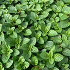 Chocolate Mint Plants Live - 5 to 7 Inch Tall - Fresh Heirloom Mint Plant - Culinary Herb - Indoors Outdoors - Spring/Fall Planting