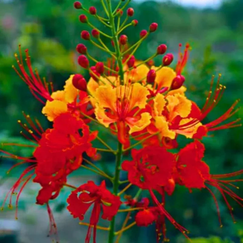 Barbados Pride Plant Tropical Shrub 5-8 Inch Starter Peacock Plant Red Orange Yellow Flowers