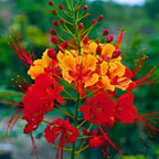 Barbados Pride Plant Tropical Shrub 5-8 Inch Starter Peacock Plant Red Orange Yellow Flowers