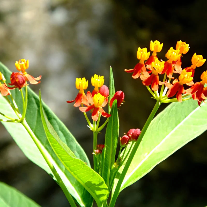 Milkweed Plant, Tropical Milkweed Plants, Red Milkweed Live Plants, Bloodflower Milkweed Plant for Planting Garden Indoors Outdoors 5 to 7 Inches Tall
