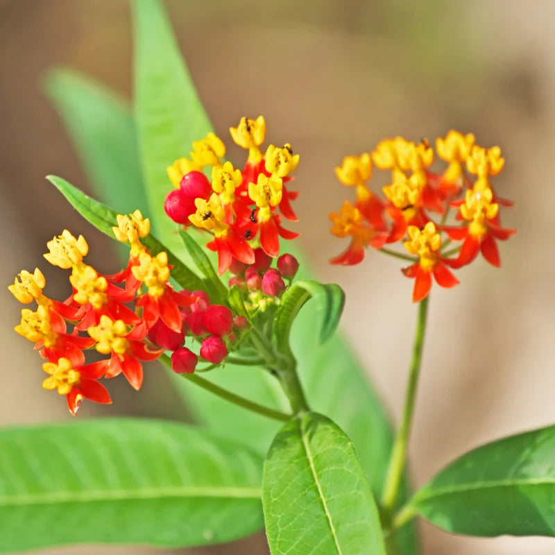 Milkweed Plant, Tropical Milkweed Plants, Red Milkweed Live Plants, Bloodflower Milkweed Plant for Planting Garden Indoors Outdoors 5 to 7 Inches Tall
