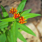 Milkweed Plant, Tropical Milkweed Plants, Red Milkweed Live Plants, Bloodflower Milkweed Plant for Planting Garden Indoors Outdoors 5 to 7 Inches Tall