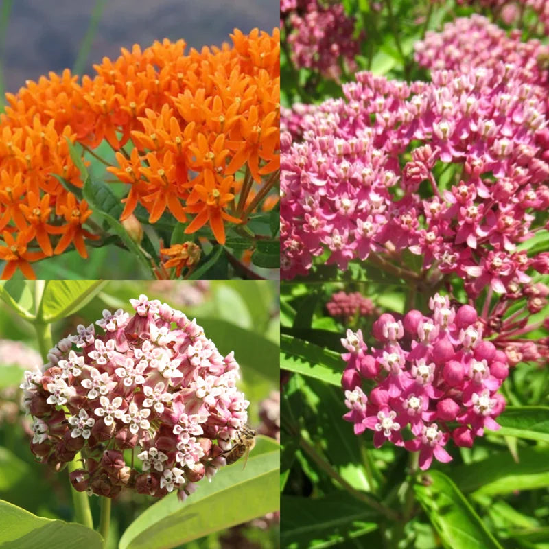 Milkweed Plants Live for Planting - 6 Varieties - Mixed Colors 4 To 7 Inches Tall
