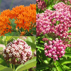 Milkweed Plants Live for Planting - 6 Varieties - Mixed Colors 4 To 7 Inches Tall