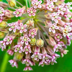 Milkweed Plants Live for Planting - 6 Varieties - Mixed Colors 4 To 7 Inches Tall