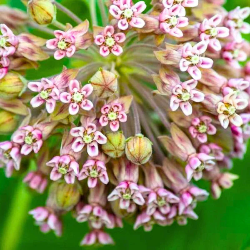 Milkweed Plants Live for Planting - 6 Varieties - Mixed Colors 4 To 7 Inches Tall