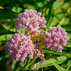 Milkweed Plants Live for Planting - 6 Varieties - Mixed Colors 4 To 7 Inches Tall