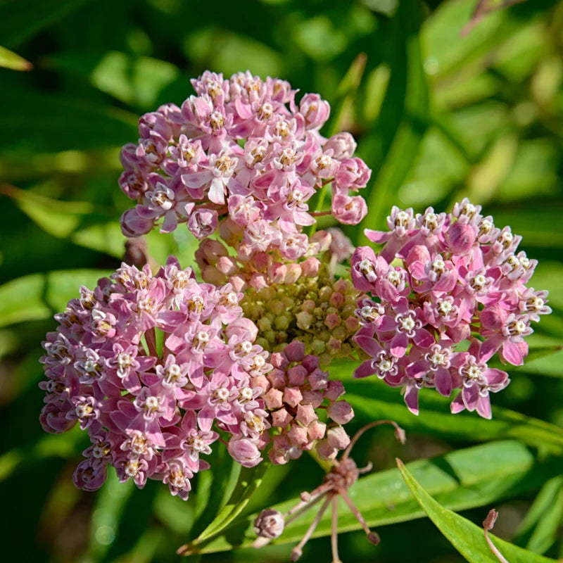 Milkweed Plants Live for Planting - 6 Varieties - Mixed Colors 4 To 7 Inches Tall