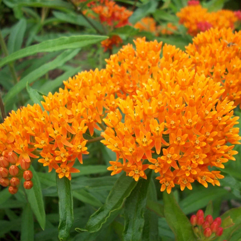 Milkweed Plants Live for Planting - 6 Varieties - Mixed Colors 4 To 7 Inches Tall