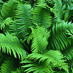 2 Japanese Painted Fern Plant, Quart Pot