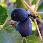 2 Black Mission Fig Cuttings Unrooted, 6 to 9 Inc Tall