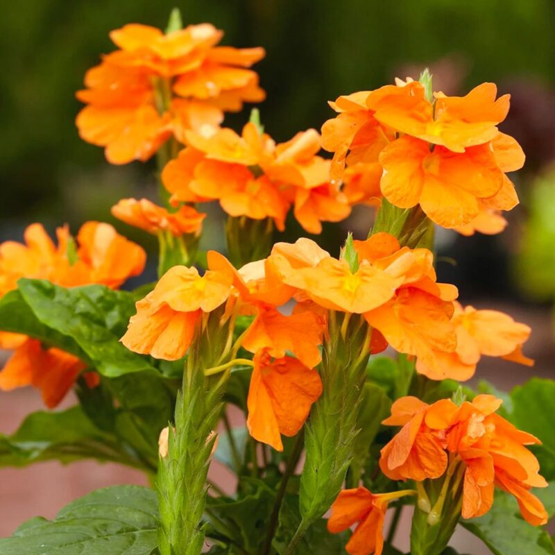 Crossandra Plants Live - 4 Plants, 3 to 5 Inc Tall, 4 Inc Pot