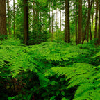 10 Lady Fern Plants Live, 4 to 6 Inc Tall
