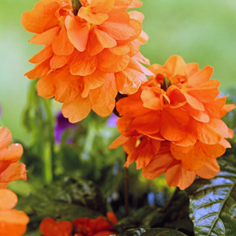 Orange Crossandra Plants Live - 3 to 5 Inc Tall, 4 Inc Pot, 6 Plants