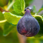2 Black Mission Fig Cuttings, 6 to 10 Inc Tall